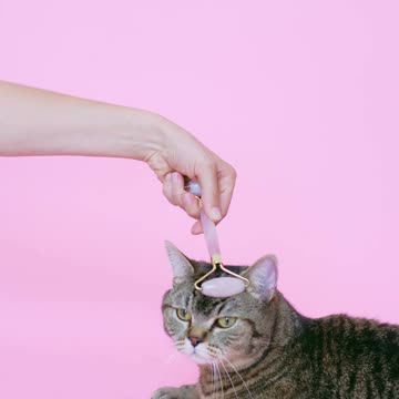 Cat hed massage Cute Cat