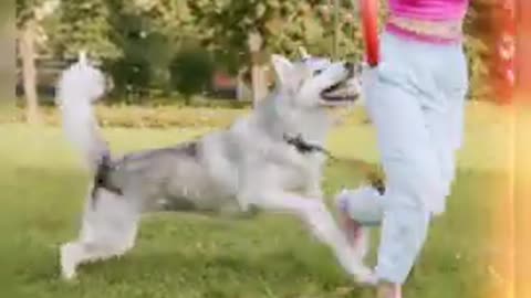 Dog turning video