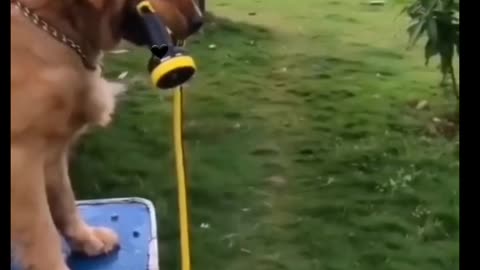 Funny Dog Pees on Human