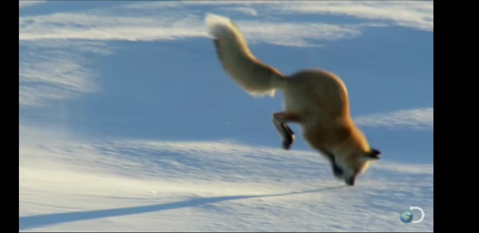 Tiny Penguin Makes a Deadly Dash