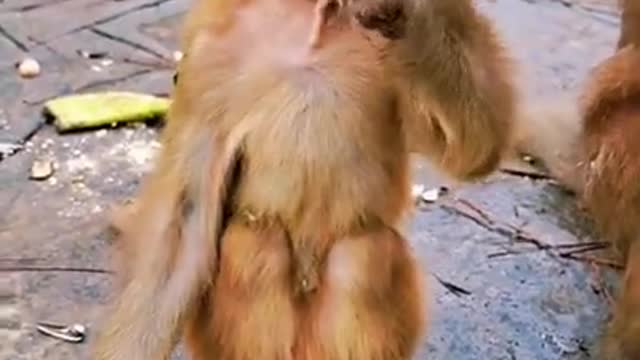 Lovely and Funny animals Lovely Monkeys Videos 2021 #animals lover