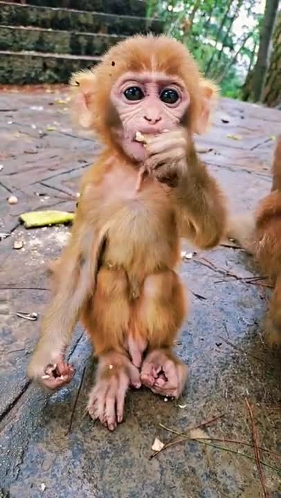 Lovely and Funny animals Lovely Monkeys Videos 2021 #animals lover