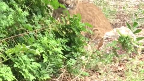 Wild Cat on the Prowl