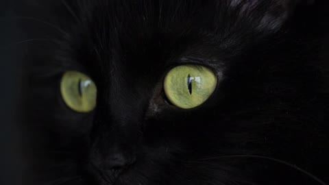 Cute muzzle of a black cat