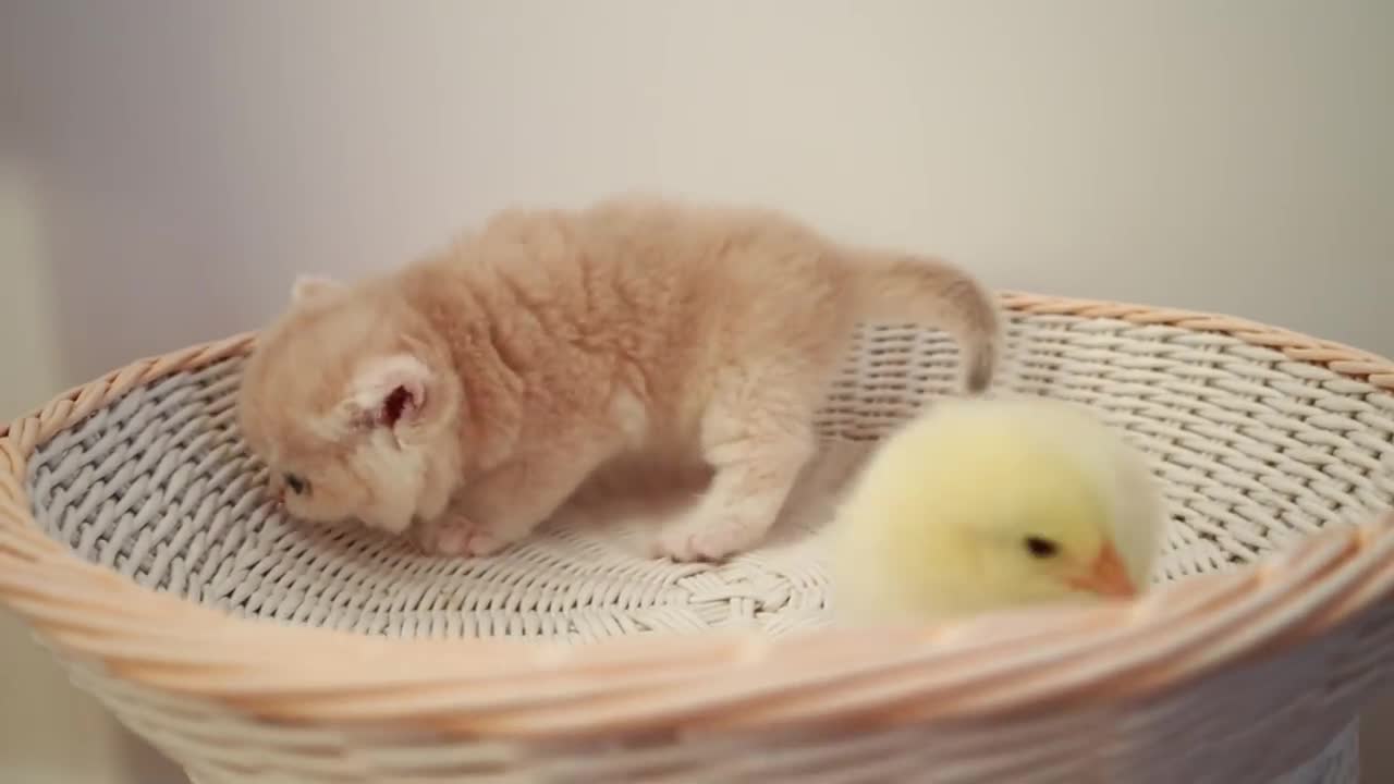 chaton et le petit de poulet