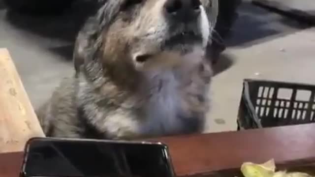 A god go Crazy try not to laugh