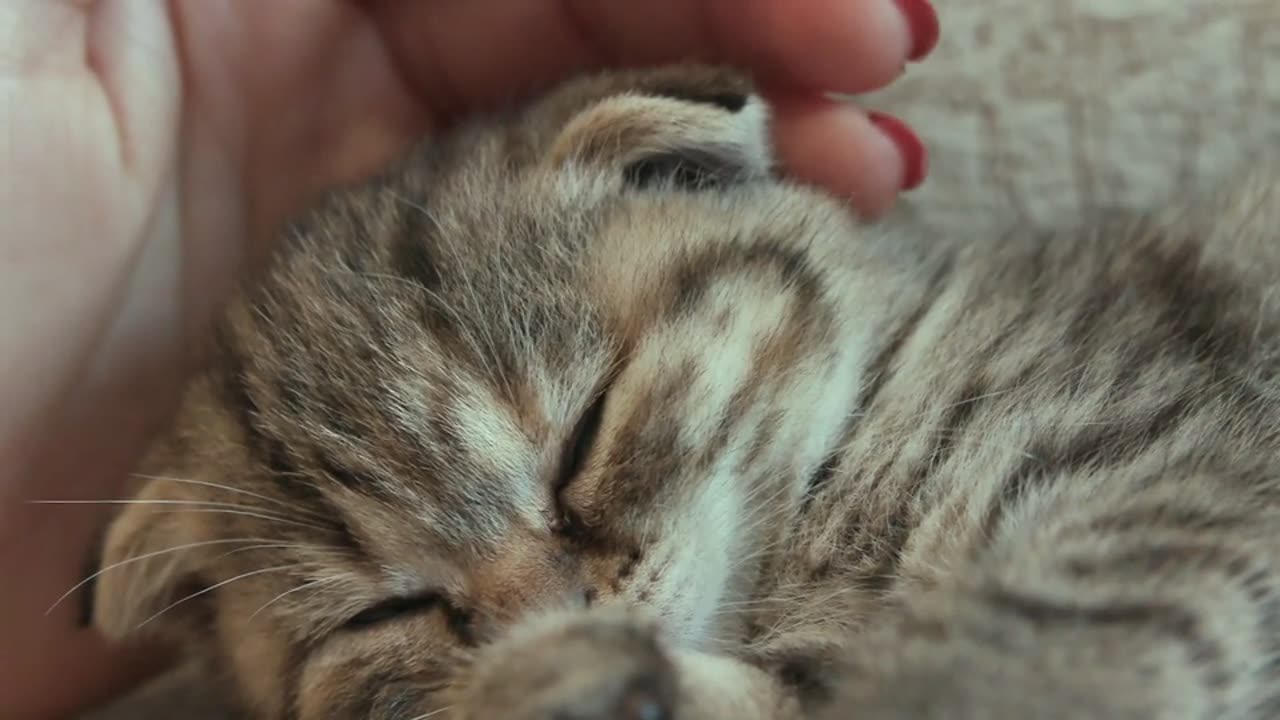 Funny Cat videos 🤣🤣🤣