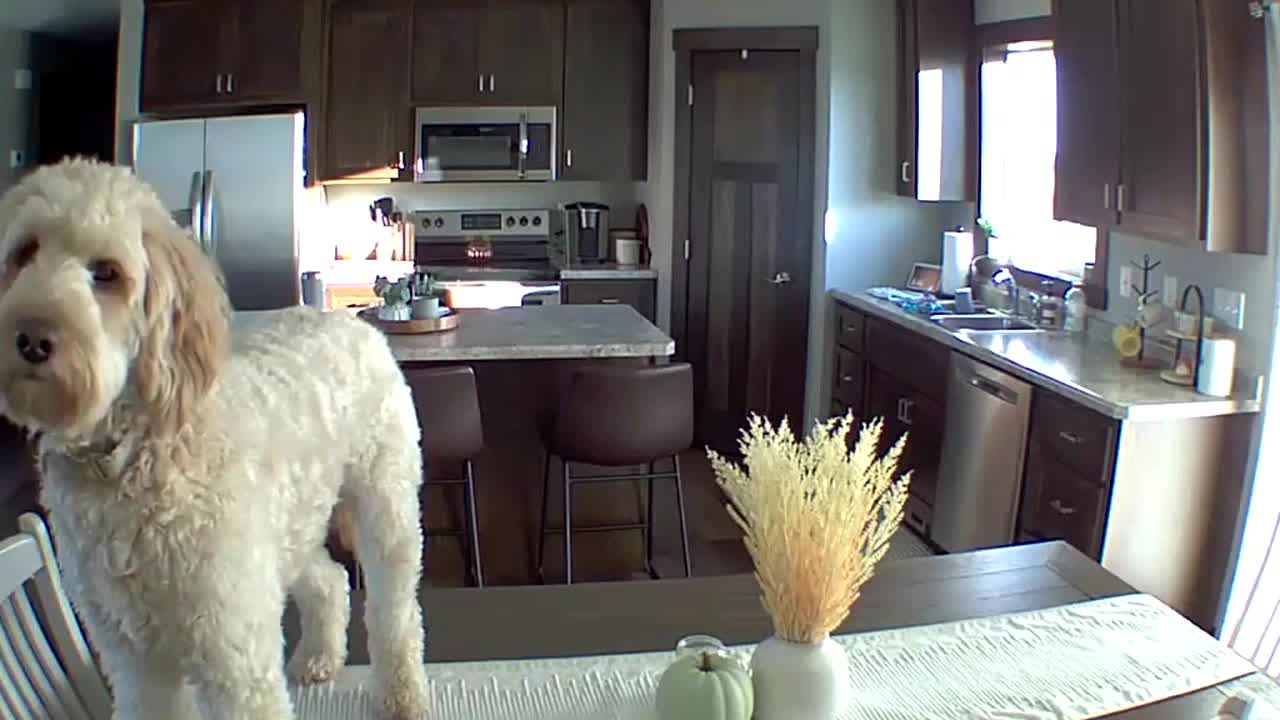 Dog busted for standing on dinner table via security camera