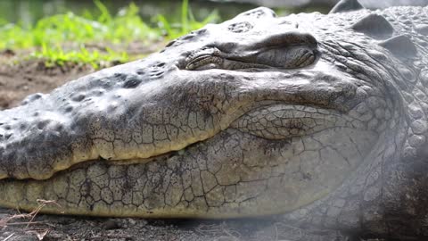 See the largest reptiles in the world