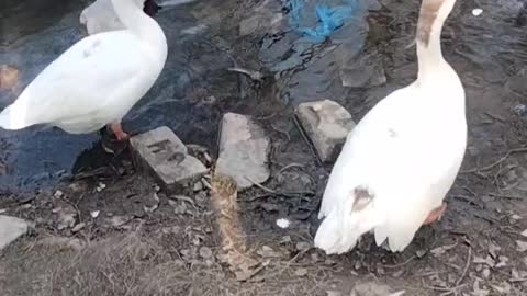 Beautiful Duck 🦆 Video By Kingdom of Awais