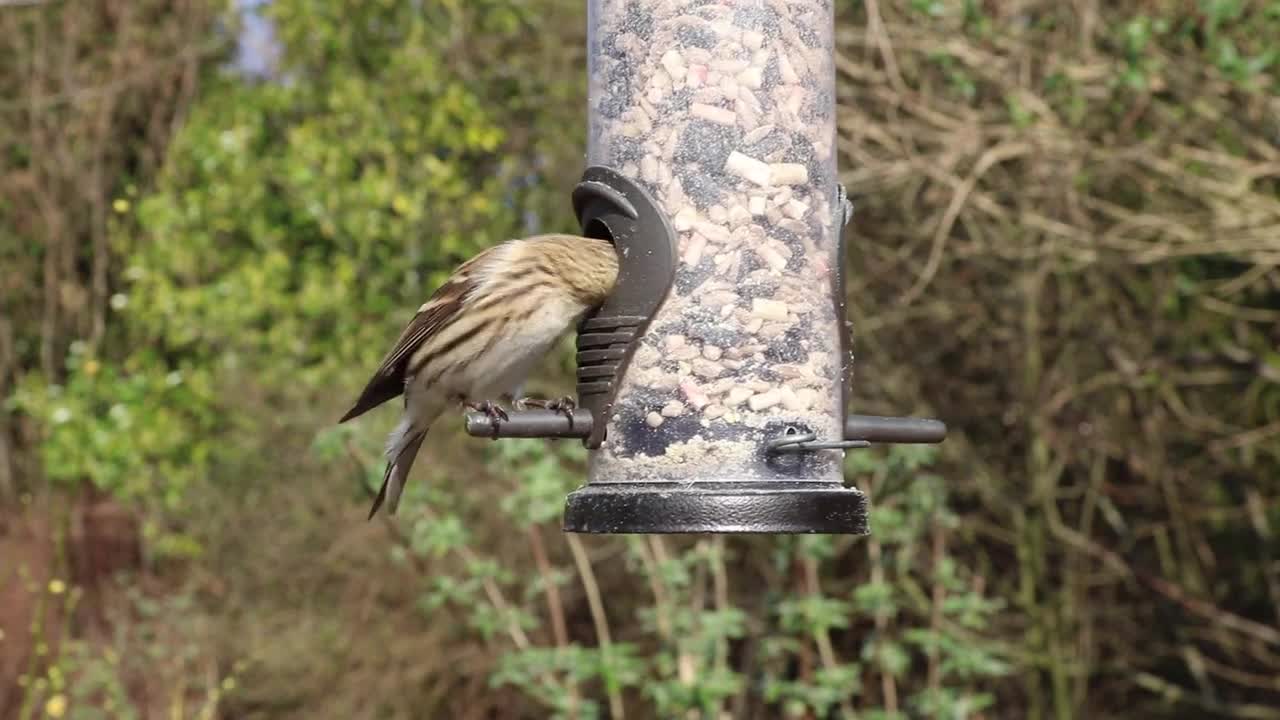 THE WORLD OF BIRDS in 8K ULTRA HD