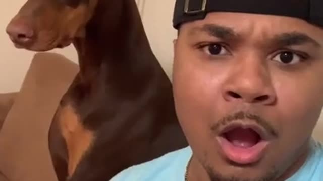 Funny Dog Reaction to Cutting Dog Cake # Funny Dog # Puppu #Cake Compilation