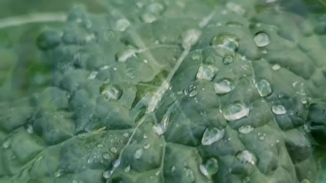 First frost over kale 1 #kale #vegetablegarden
