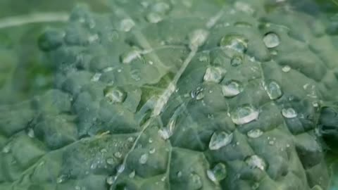 First frost over kale 1 #kale #vegetablegarden