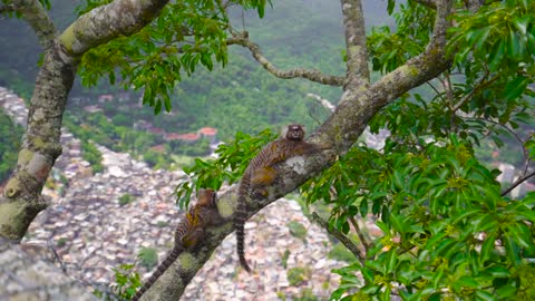 Wild Animals Hanging on the Tree