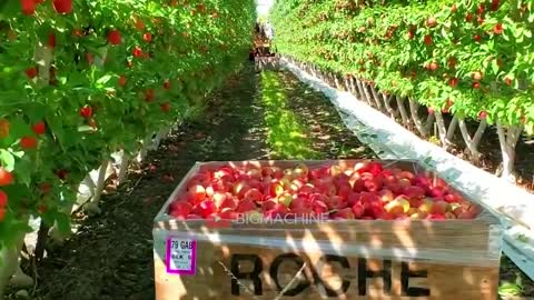 The most fruit-harvesting village in the world. Incredible dragon fruit producti