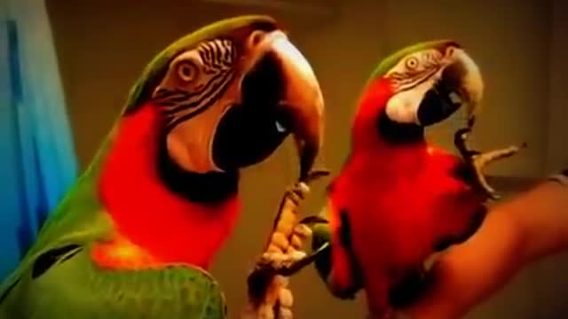 Funny Pet Parrot