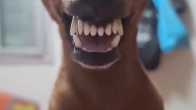 Funny animals video