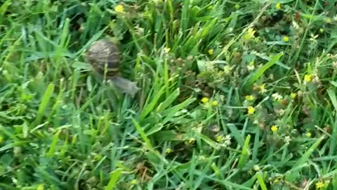 Snails invading my yard