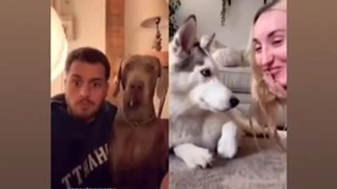 Funny Video Husky