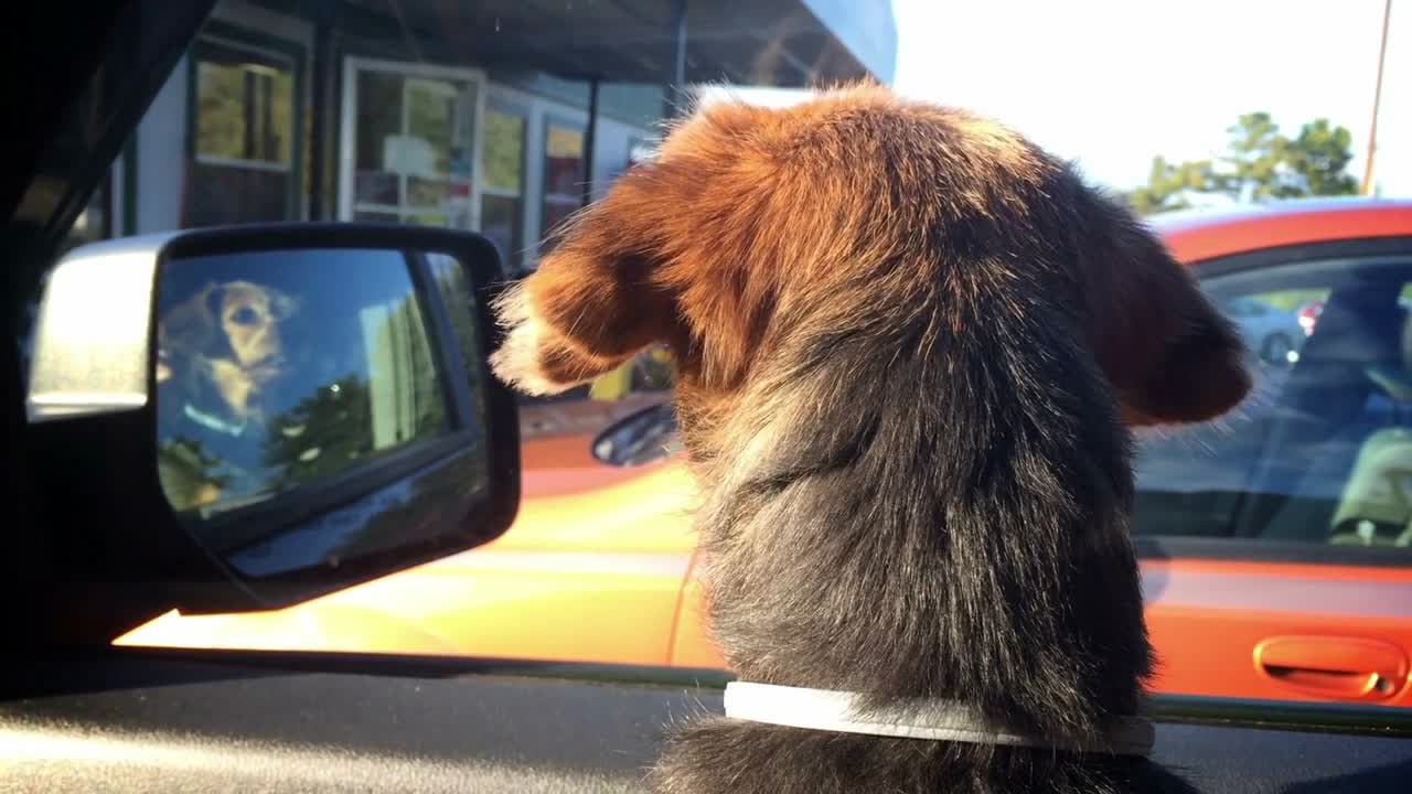 A small dog anxiously awaits her owner's return to the car