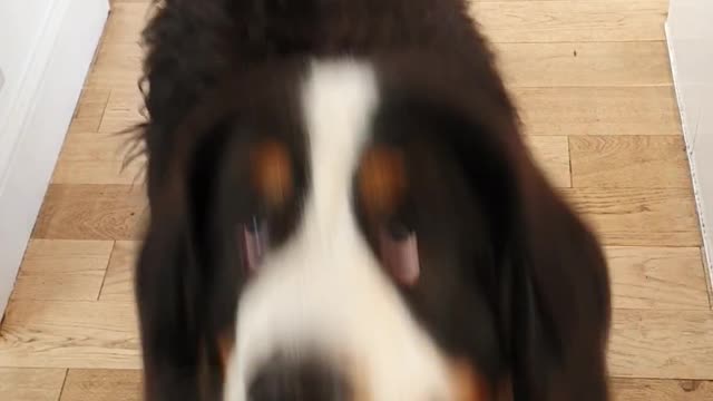 Huge Bernese Mountain Dog wants a pancake