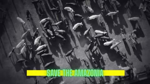 SAVE THE AMAZONIA - BOLSONARO