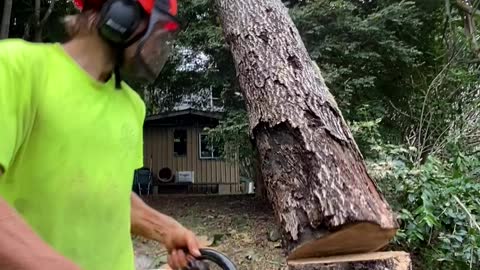 felling Macaranga trunk arborist chainsaw 660