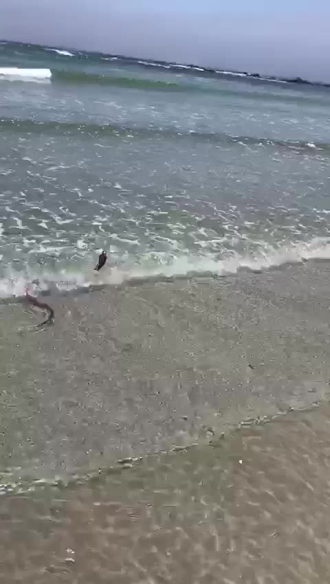 Cobra Swimming In Ocean Ignites New Nightmare Fuel