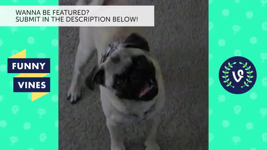 Cute pug doing funny things | must watch video of pug puppies