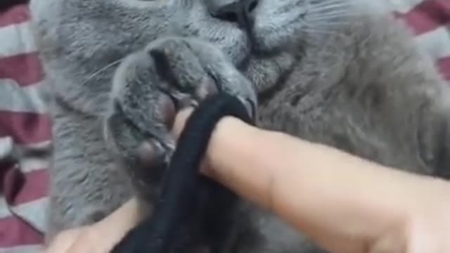 cat playing with the owner