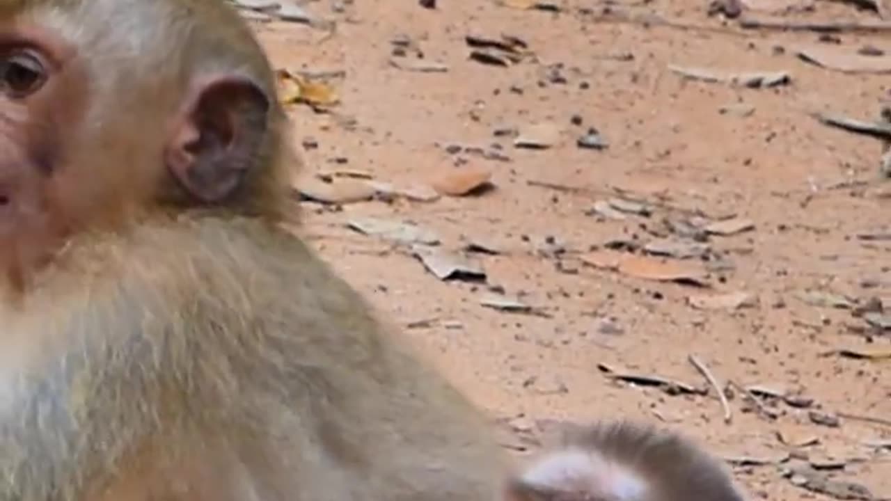 Cute, smart, adorable and active monkey