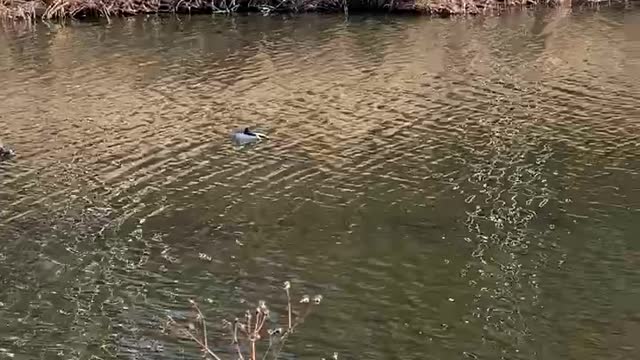 The cute mallards are playing on the river.