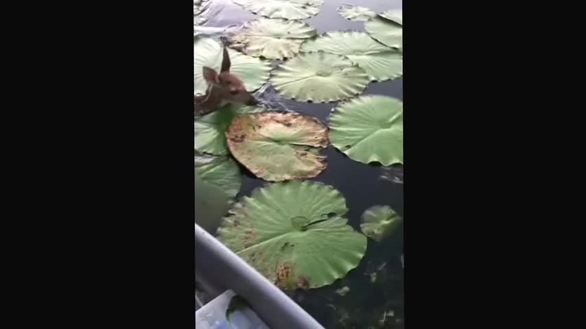 Fawn deer swims close to the boat