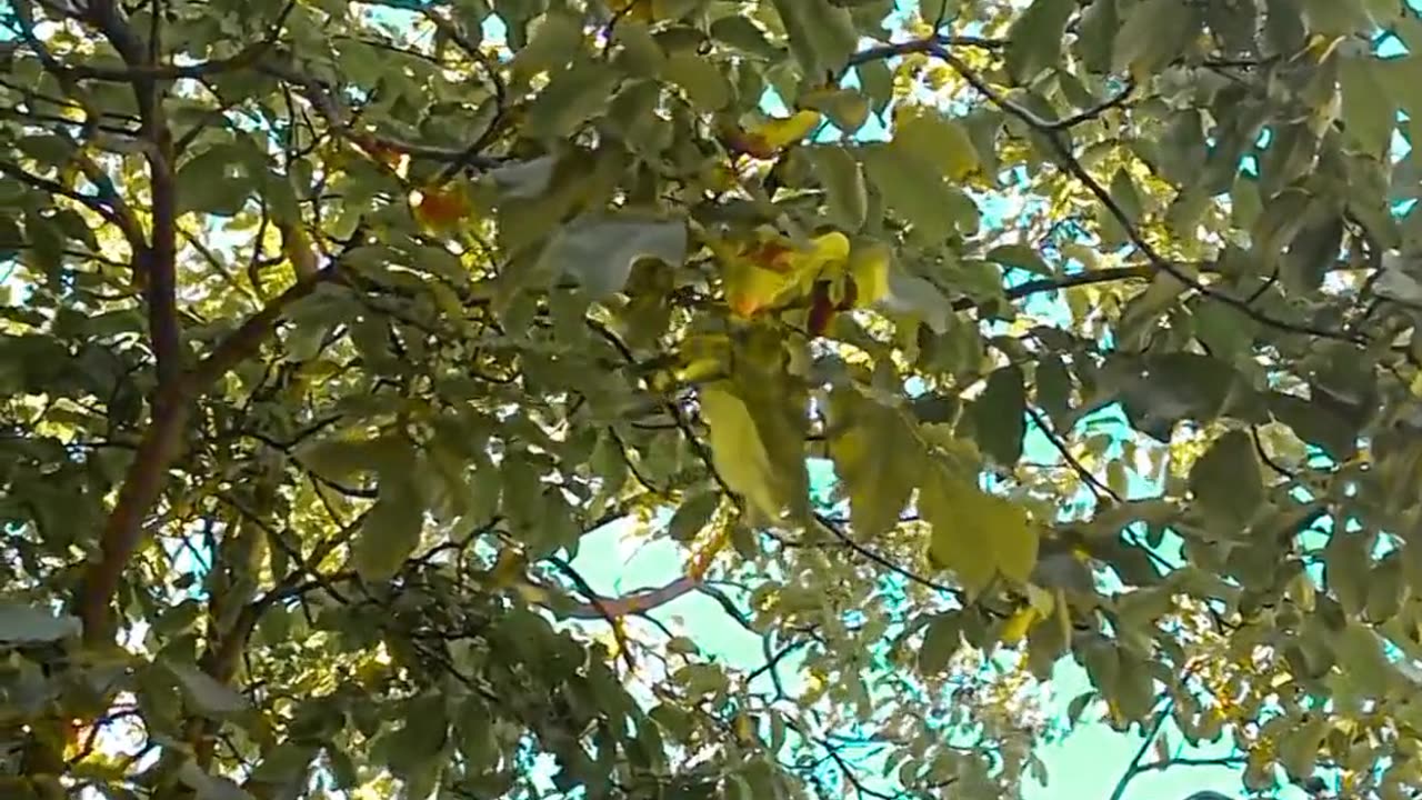 Dil se Dil Tak Short Video 4k