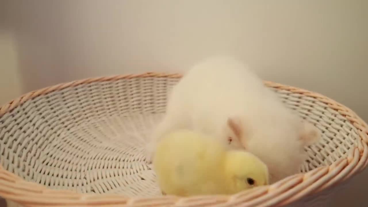 Kittens walk with a tiny chicken