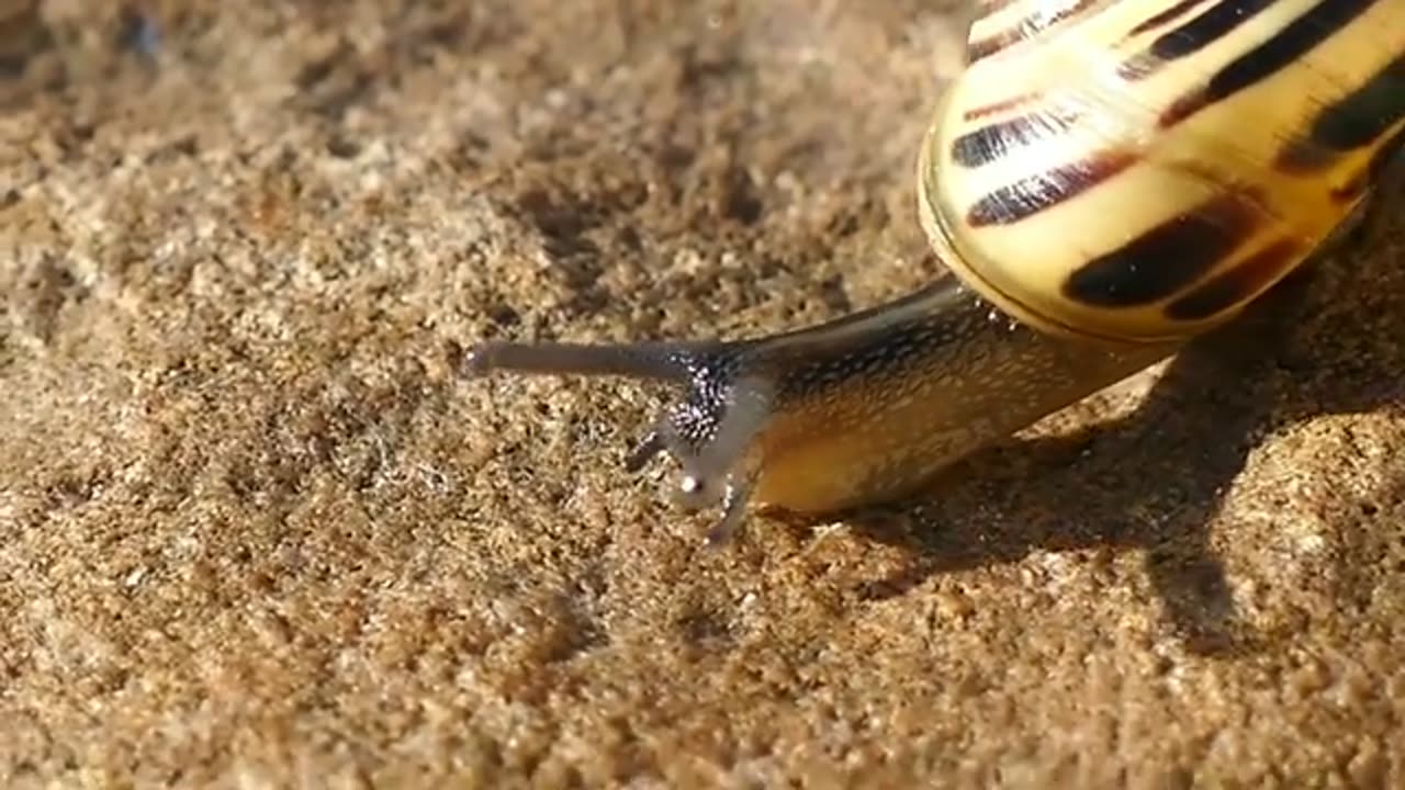 Animal funny world