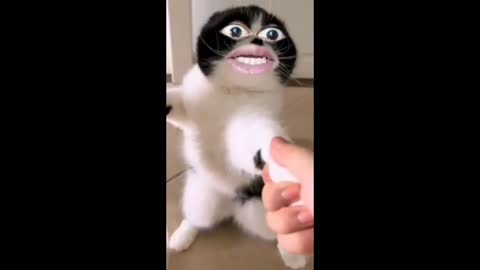 Full comedy videos for cat speak