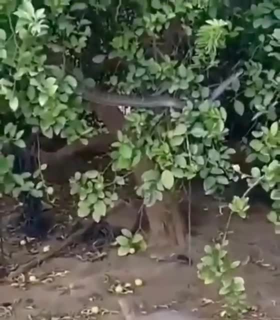 A daring mongoose grabs a dangerous snake from a tree.