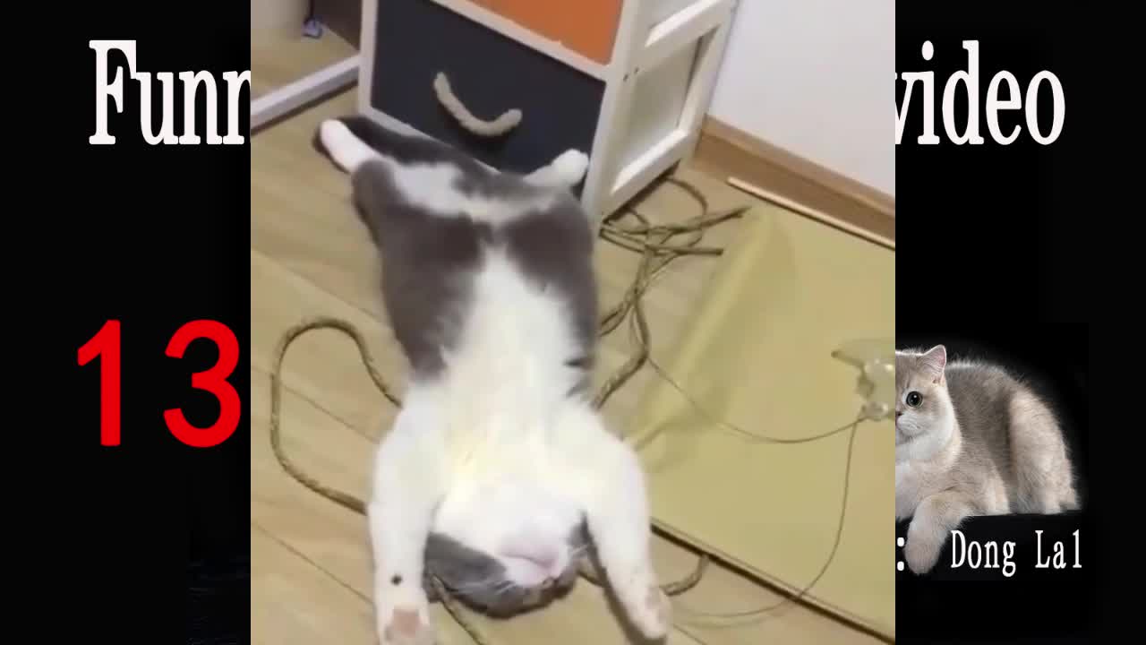 cute cat sleeping pose