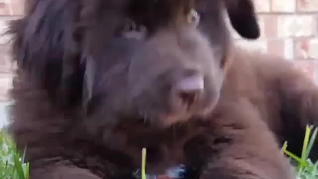 Cutest 9 week old Newfoundland puppy gets bur stuck in his mouth