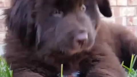 Cutest 9 week old Newfoundland puppy gets bur stuck in his mouth