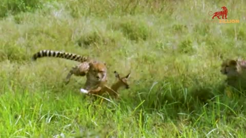 13 most heinous hyena bites you've never seen in the animal kingdom | AnimalZillion