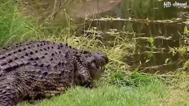 Big battle Crocodile vs Leopard, Elephant - Brave Elephant Helps Zebra Calf Escape From The Lions