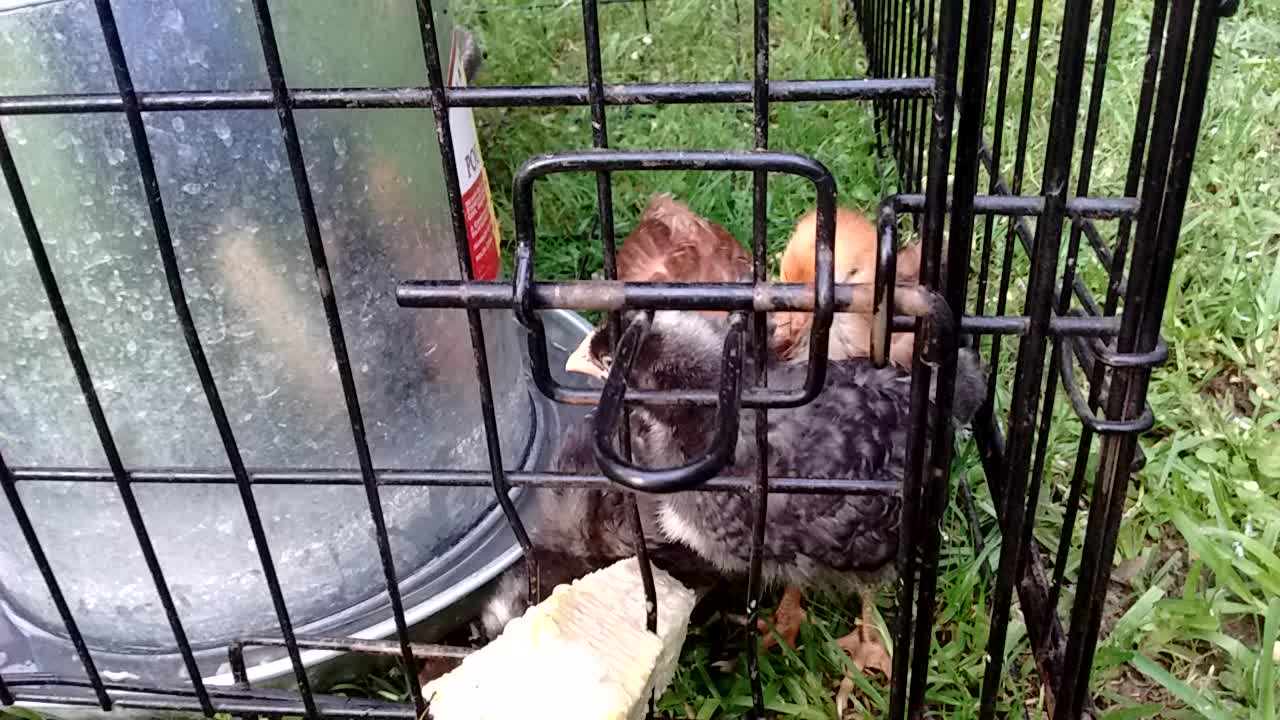 Pullet chicken babies in the cage