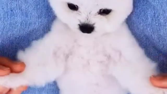 Cute Baby Puppies Funny Video