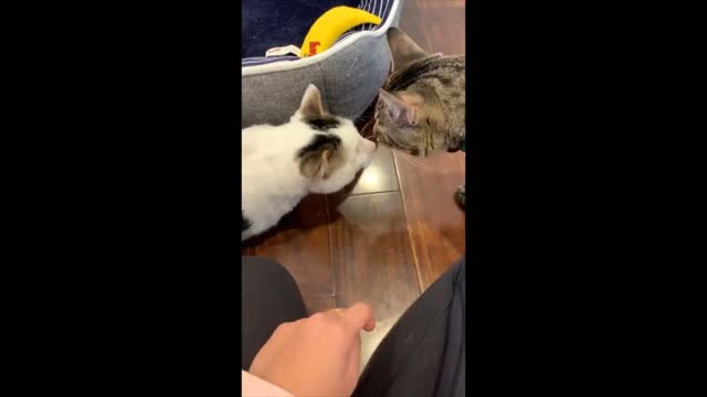 Cute Cats Fun Feline Video - Funny Kitten Mittens Fight