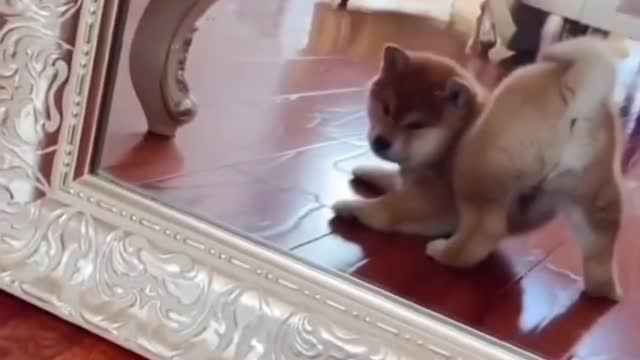 What a lovely pet. It brings happiness