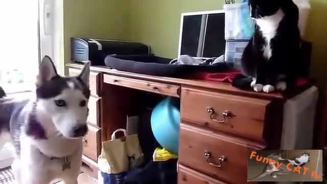 Dogs and cats meet for the first time