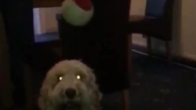 White dog catching red ball in slo mo